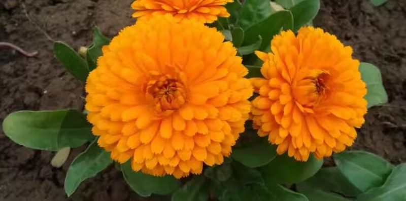 金盏菊花种籽子金盏花种子四季易种花籽长生菊花海易种活盆栽
