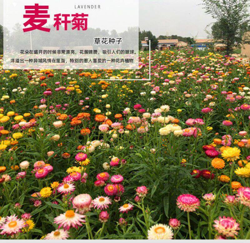 麦秆菊花种子四季种易活播种不断室外户外庭院蜡菊花籽子