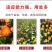 麦秆菊花种子四季种易活播种不断室外户外庭院蜡菊花籽子