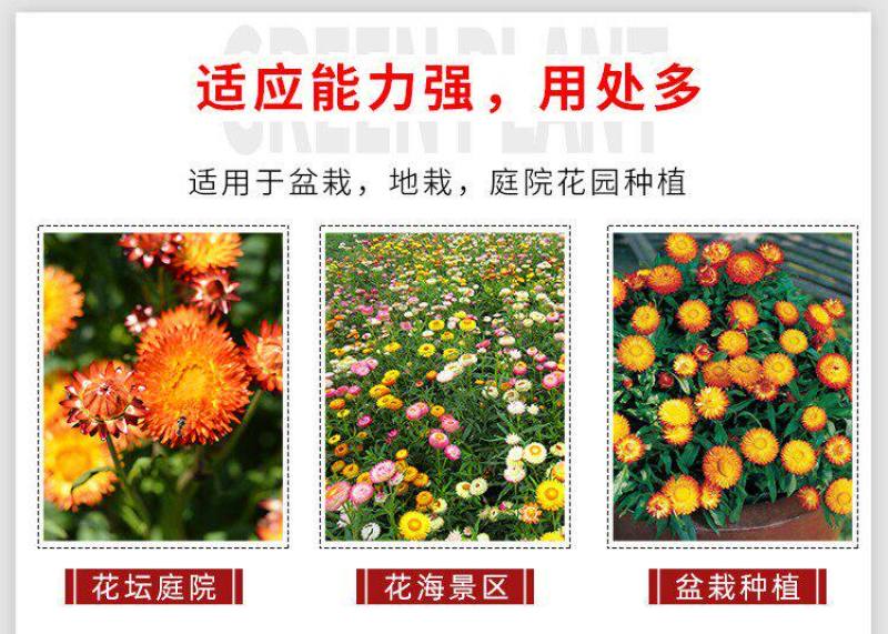 麦秆菊花种子四季种易活播种不断室外户外庭院蜡菊花籽子
