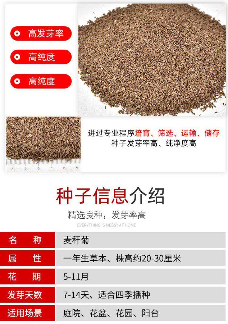 麦秆菊花种子四季种易活播种不断室外户外庭院蜡菊花籽子