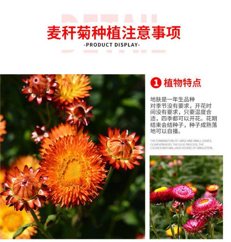 麦秆菊花种子四季种易活播种不断室外户外庭院蜡菊花籽子