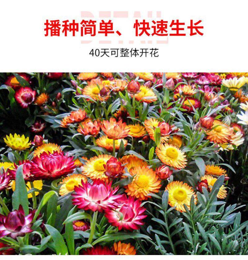麦秆菊花种子四季种易活播种不断室外户外庭院蜡菊花籽子