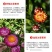 麦秆菊花种子四季种易活播种不断室外户外庭院蜡菊花籽子