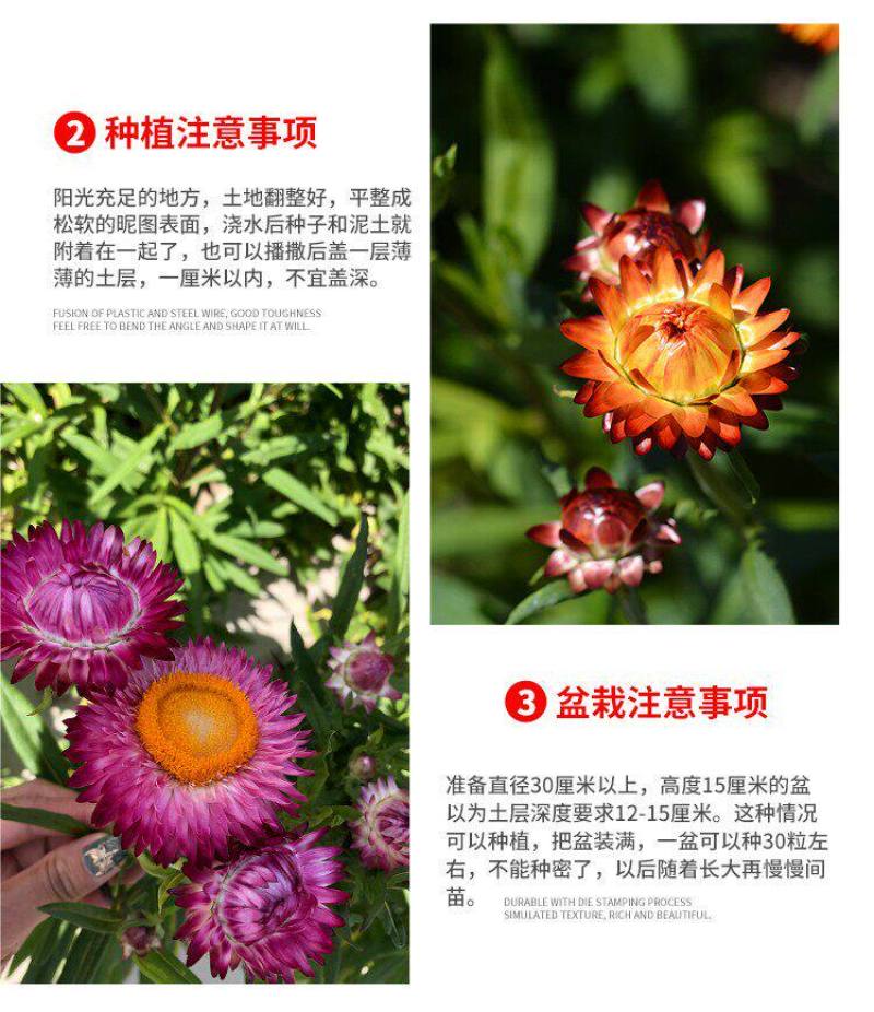 麦秆菊花种子四季种易活播种不断室外户外庭院蜡菊花籽子