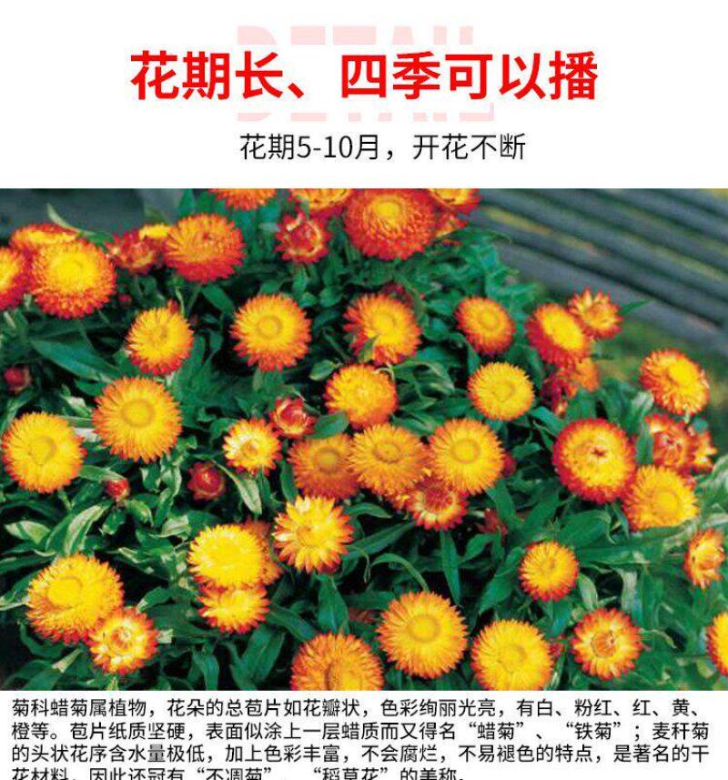 麦秆菊花种子四季种易活播种不断室外户外庭院蜡菊花籽子