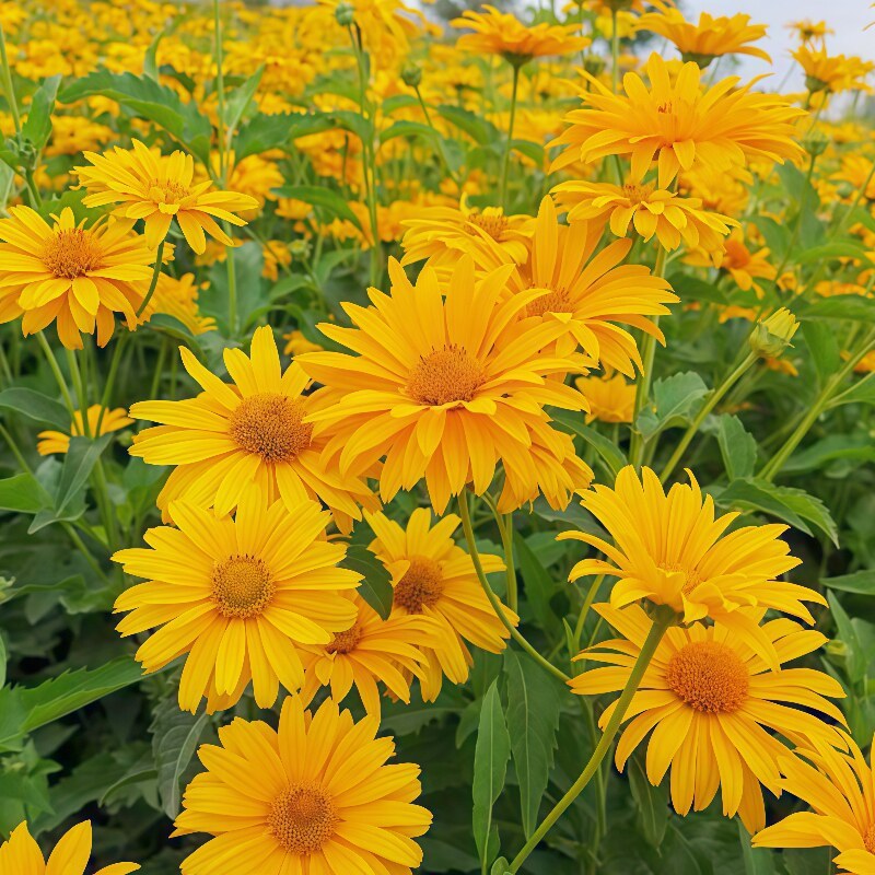 日光菊种子四季易活开花不断室外庭院阳台花种多年生