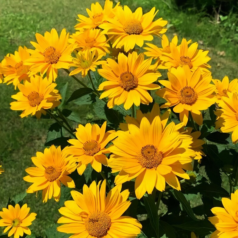 日光菊种子四季易活开花不断室外庭院阳台花种多年生