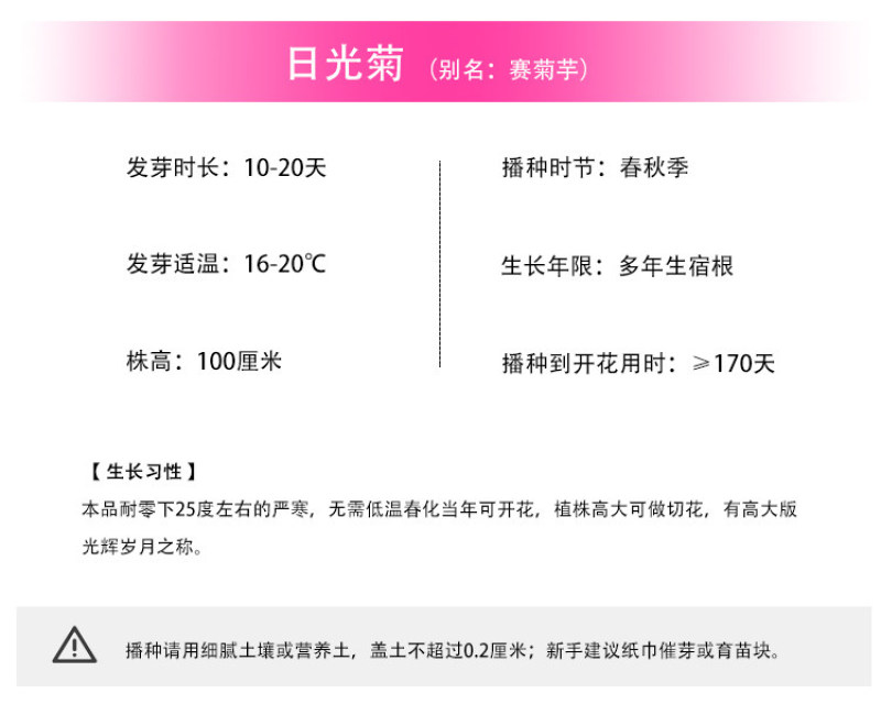日光菊种子四季易活开花不断室外庭院阳台花种多年生