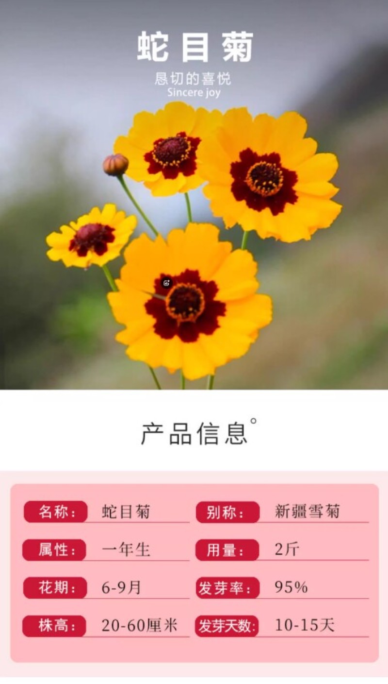 蛇目菊菊花种子花坛庭院阳台盆栽花卉种子春秋四季阳台盆栽易