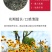 蛇目菊菊花种子花坛庭院阳台盆栽花卉种子春秋四季阳台盆栽易