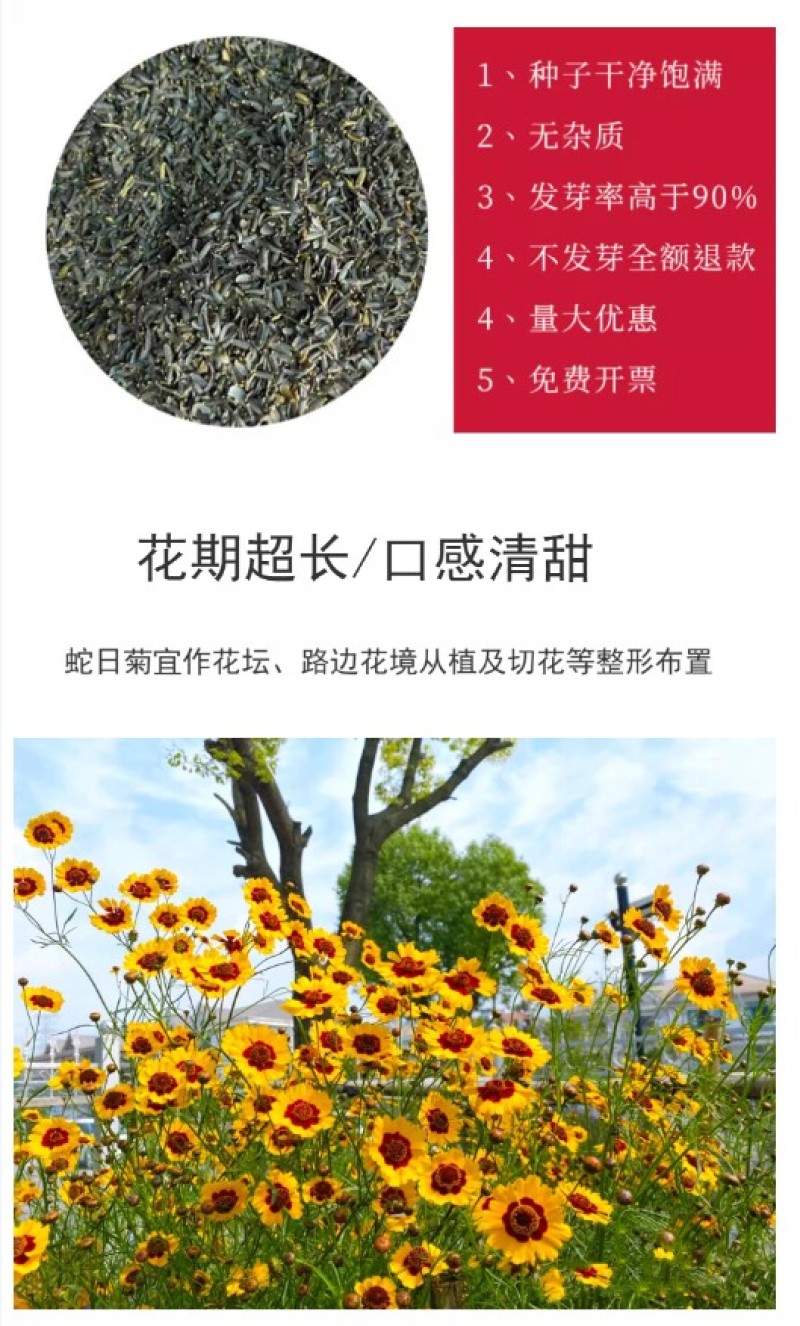 蛇目菊菊花种子花坛庭院阳台盆栽花卉种子春秋四季阳台盆栽易