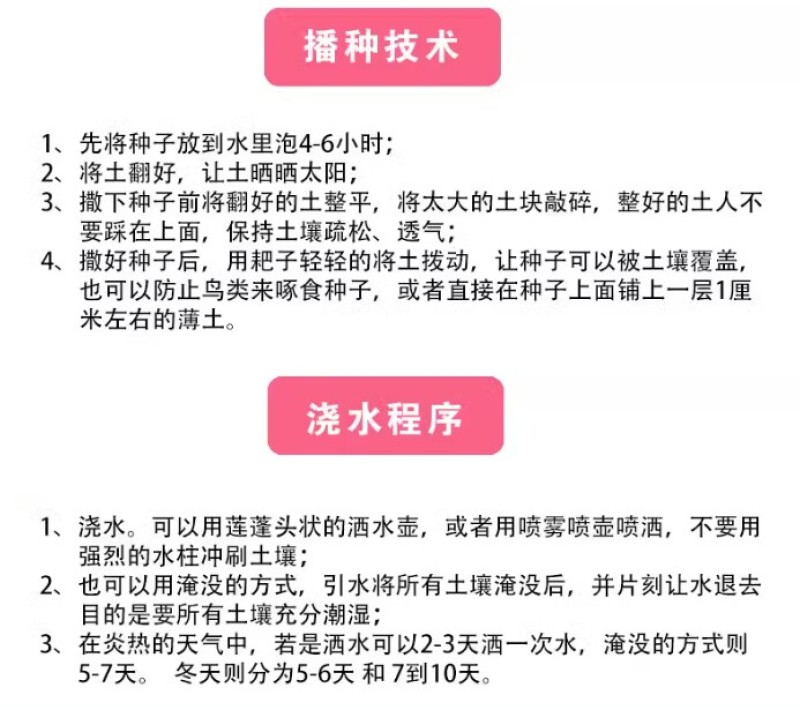 蛇目菊菊花种子花坛庭院阳台盆栽花卉种子春秋四季阳台盆栽易