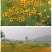蛇目菊菊花种子花坛庭院阳台盆栽花卉种子春秋四季阳台盆栽易