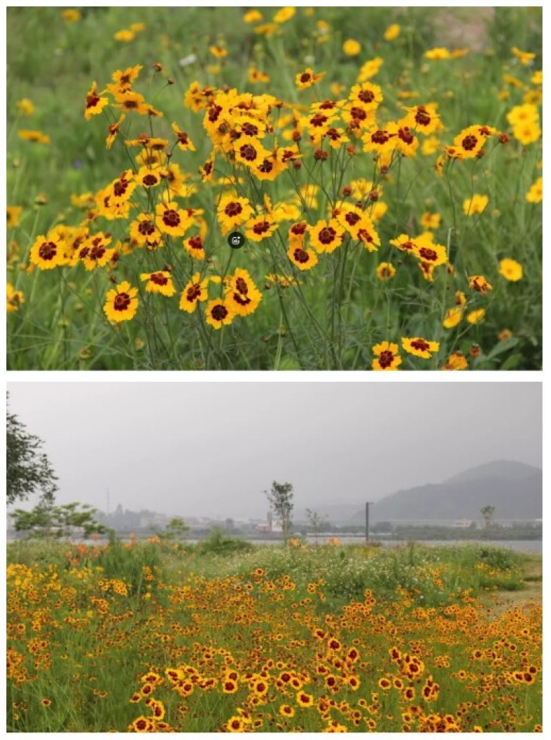 蛇目菊菊花种子花坛庭院阳台盆栽花卉种子春秋四季阳台盆栽易