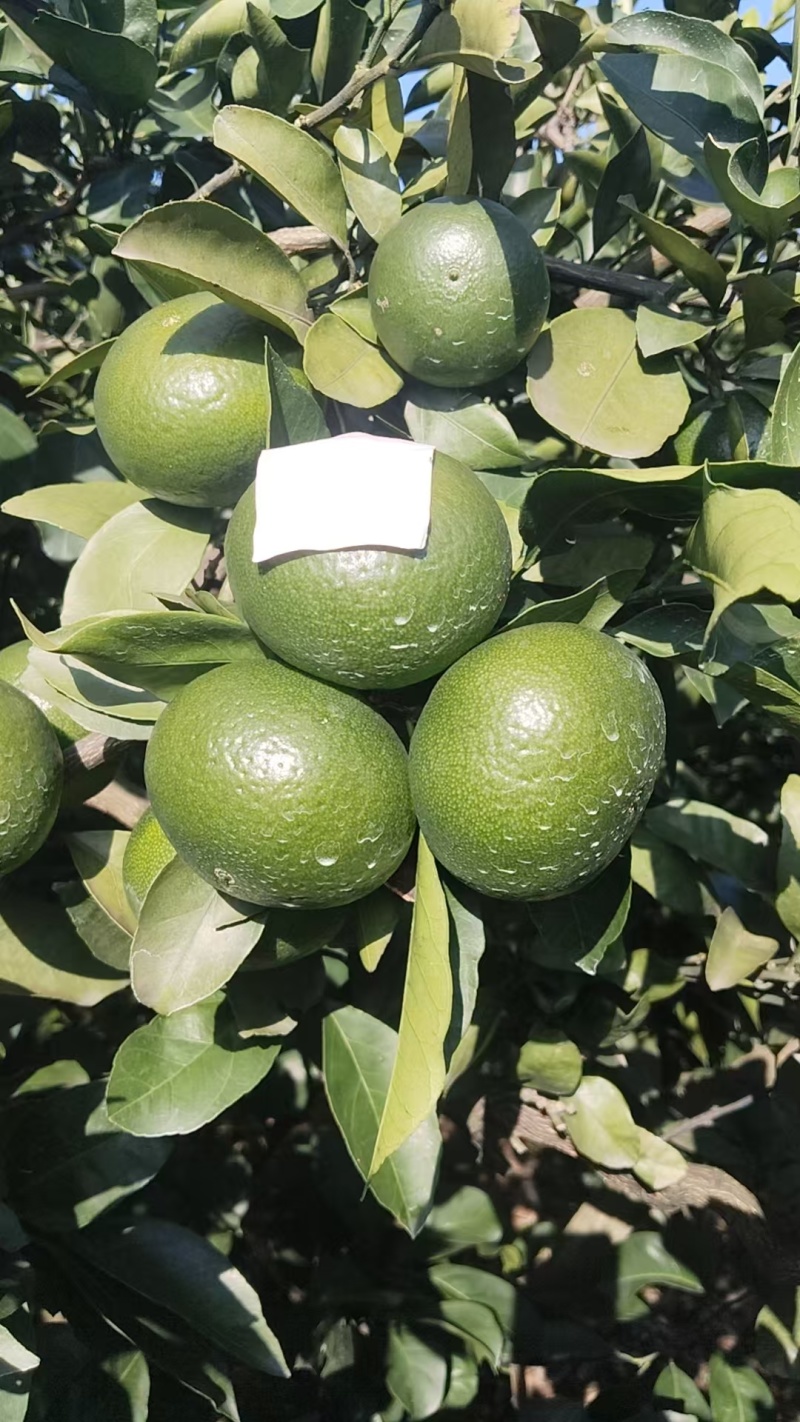 湖南永州特早蜜橘产地直发货源充足量大价优欢迎来电