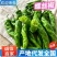 【荐】螺丝椒/陕西辣椒/陕北螺丝椒鲜辣椒/产地代发全国