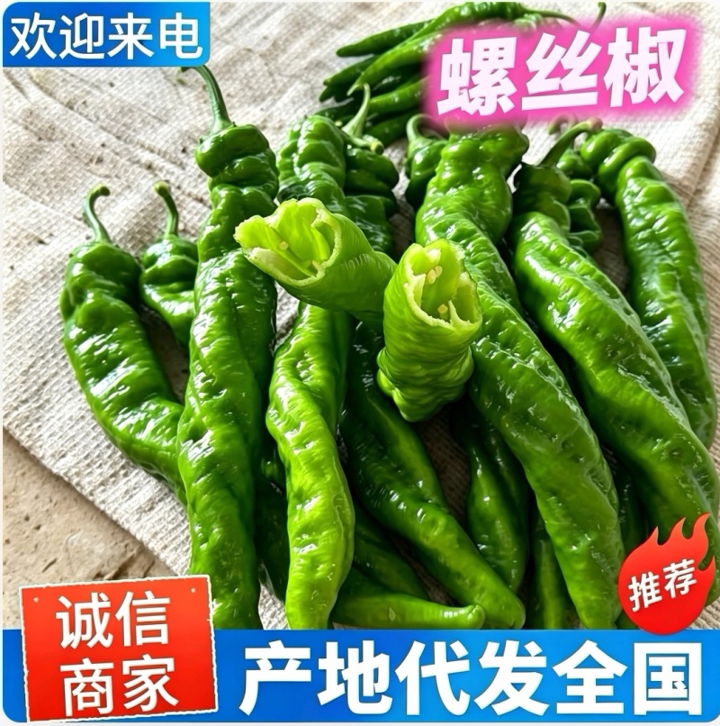 【荐】螺丝椒/陕西辣椒/陕北螺丝椒鲜辣椒/产地代发全国