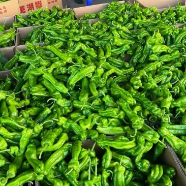【实力推荐】芜湖椒辣椒新鲜直发薄皮椒品质保障可对接全