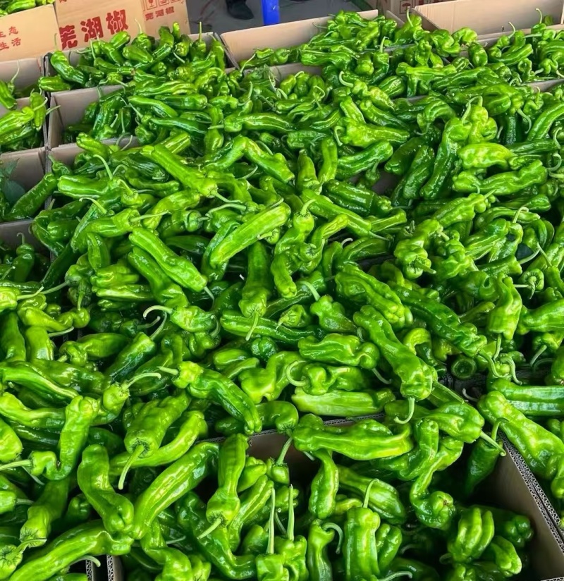 【实力推荐】芜湖椒辣椒新鲜直发薄皮椒品质保障可对接全