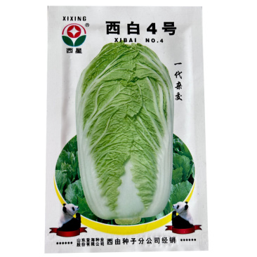 西星西白4号大白菜种子抗病叶色深绿登海基地蔬菜种子