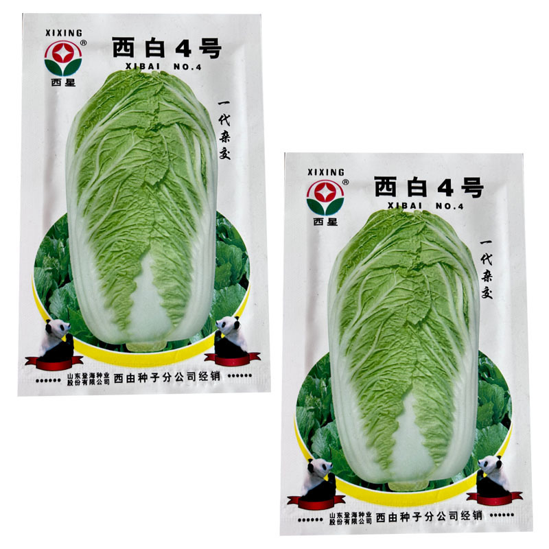 西星西白4号大白菜种子抗病叶色深绿登海基地蔬菜种子