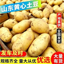 新土豆/黄心土豆价格可谈《荷兰系列，沃土，V7》产地直发