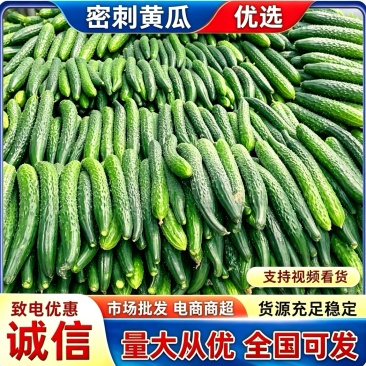 《密刺黄瓜》产地批发/量大从优/全国发货/欢迎来电洽谈合作
