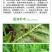 兴柏瑞柏5%阿维菌素杀虫剂