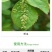 保田派极伢30%呋虫胺噻虫嗪蓟马蚜虫杀虫剂