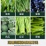 先正达阿克泰25%噻虫嗪杀虫剂