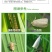 先正达福戈40%氯虫苯甲酰胺噻虫嗪稻水象甲稻纵卷叶螟杀虫