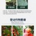 韩国SK绿颖99%矿物油介壳虫红蜘蛛烟粉虱茶橙瘿螨杀虫剂
