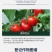 诺普信优比乐1.8%复硝酚钠调节生长生长调节剂