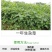 利尔封庆51%丙炔氟草胺一年生杂草除草剂