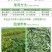 利尔力虎30%二氯吡啶酸春小麦田一年生阔叶杂草除草剂