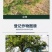 绿霸新锄头20%敌草快