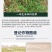华星皇榜24%烯草酮铜冬油菜田大豆田一年生禾本科杂草农