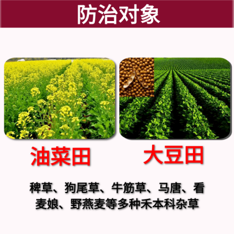 胜邦绿野劈尖24%烯草酮冬油菜田一年生禾本科杂草除草剂