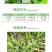 胜邦绿野劈尖24%烯草酮冬油菜田一年生禾本科杂草除草剂
