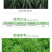 胜邦绿野农得益50%丁草胺