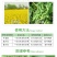 京博卢矛净8.8%精喹禾灵冬油菜一年生禾本科杂草除草剂