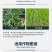 一帆生物杲尔240克/升乙氧氟草醚田一年生杂草除草剂