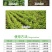 禾耐斯900g/L乙草胺一年生禾本科杂草部分阔叶杂草除草