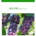 纽发姆大消杀菌增效剂持效期长