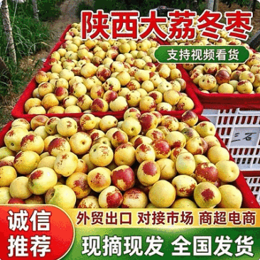 『大荔冬枣』陕西冬枣/产地现摘/对接电商平台～批发商超