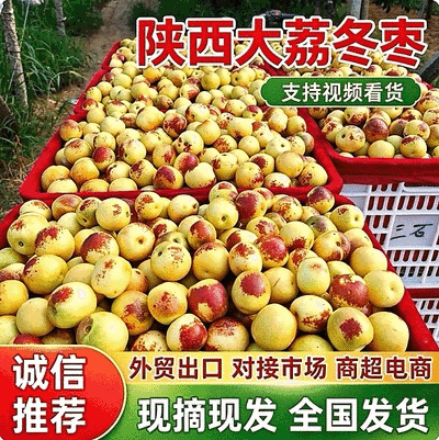 『大荔冬枣』陕西冬枣/产地现摘/对接电商平台～批发商超