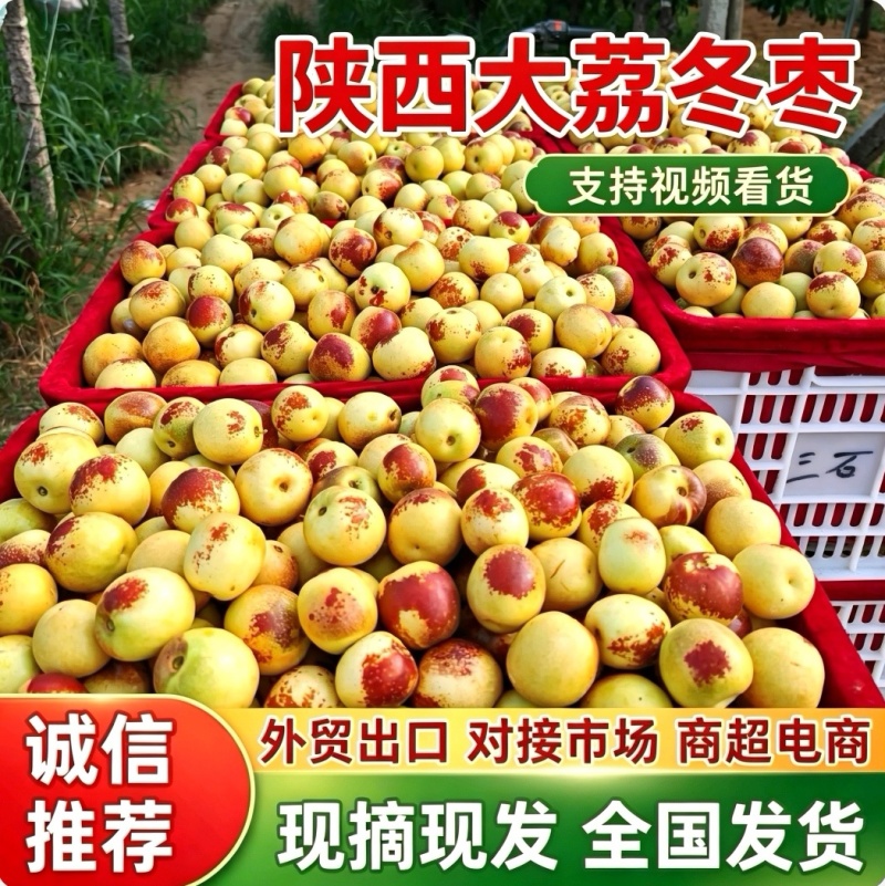 『大荔冬枣』陕西冬枣/产地现摘/对接电商平台～批发商超