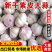 紫皮大蒜&新干蒜（4—6公分）出口电商/市场批发/全国发货