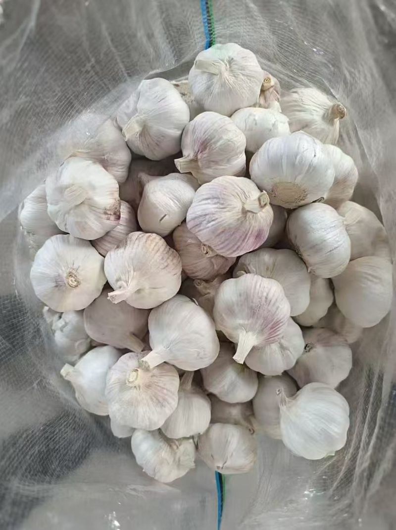 紫皮大蒜&新干蒜（4—6公分）出口电商/市场批发/全国发货